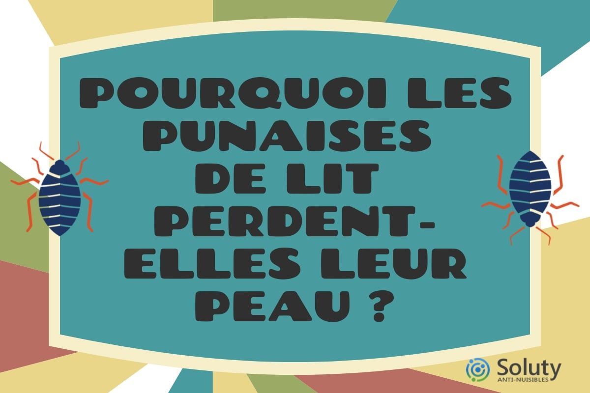 Pourquoi les punaises de lit perdent-elles leur peau ?