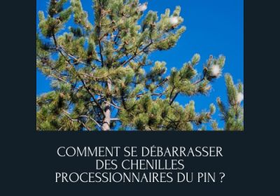 Comment se debarrasser des chenilles processionnaires du pin 1 1200x