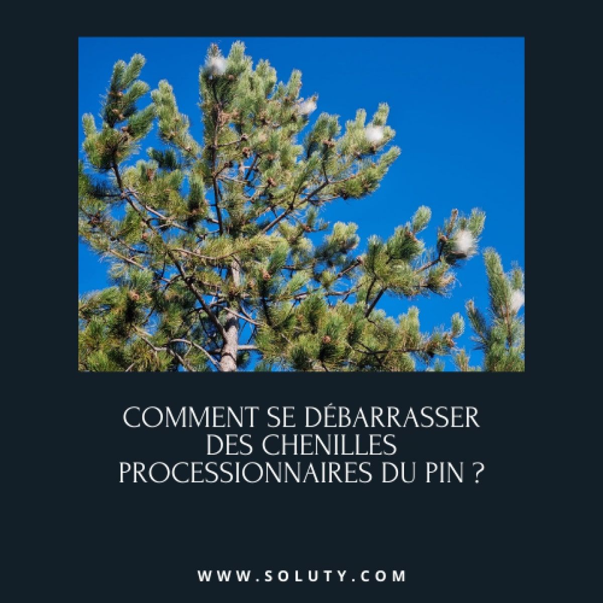 arbre avec nids de chenilles processionnaires du pin