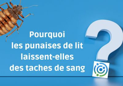 Pourquoi les punaises de lit laissent elles des taches de sang