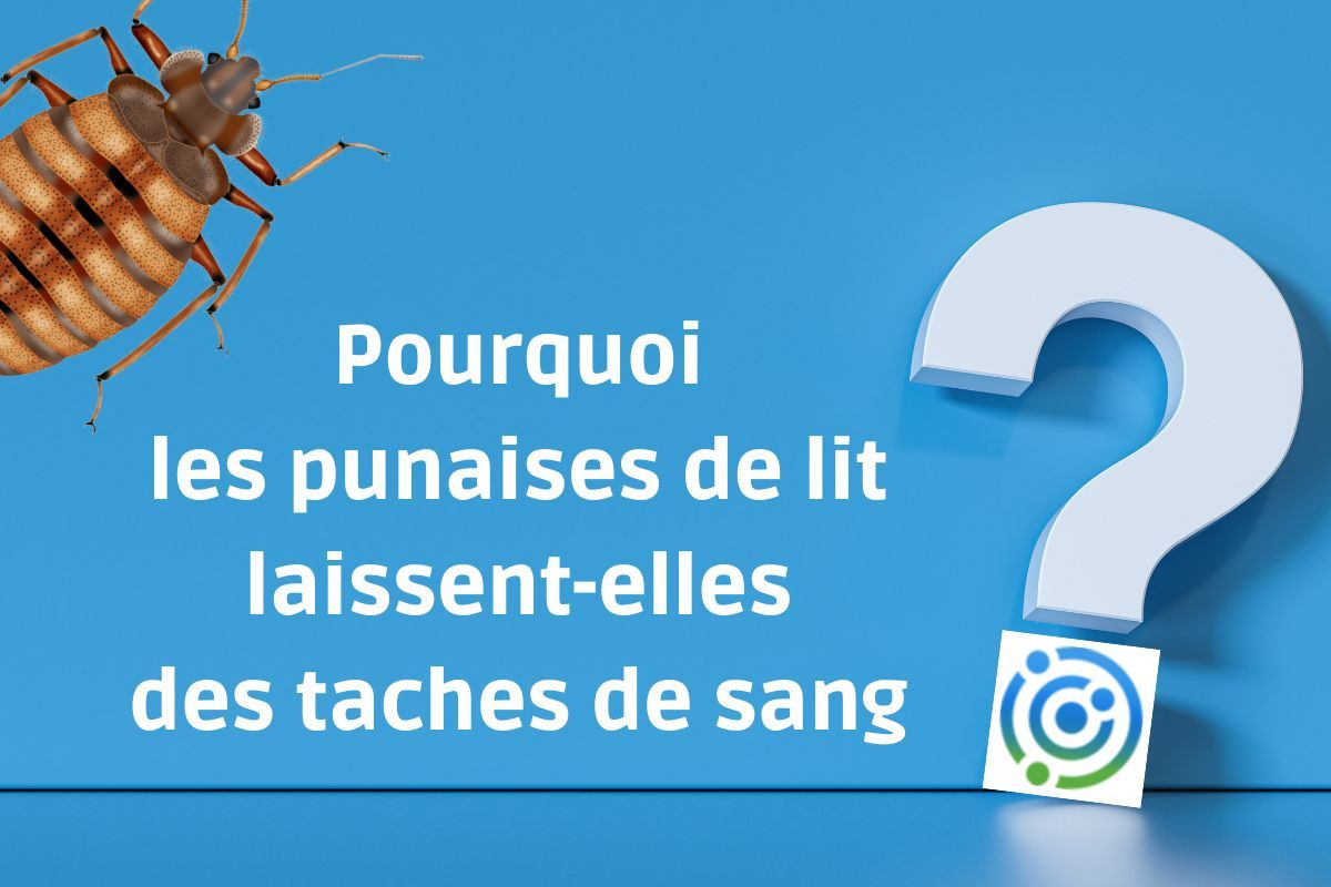 Pourquoi les punaises de lit laissent-elles des taches de sang ?