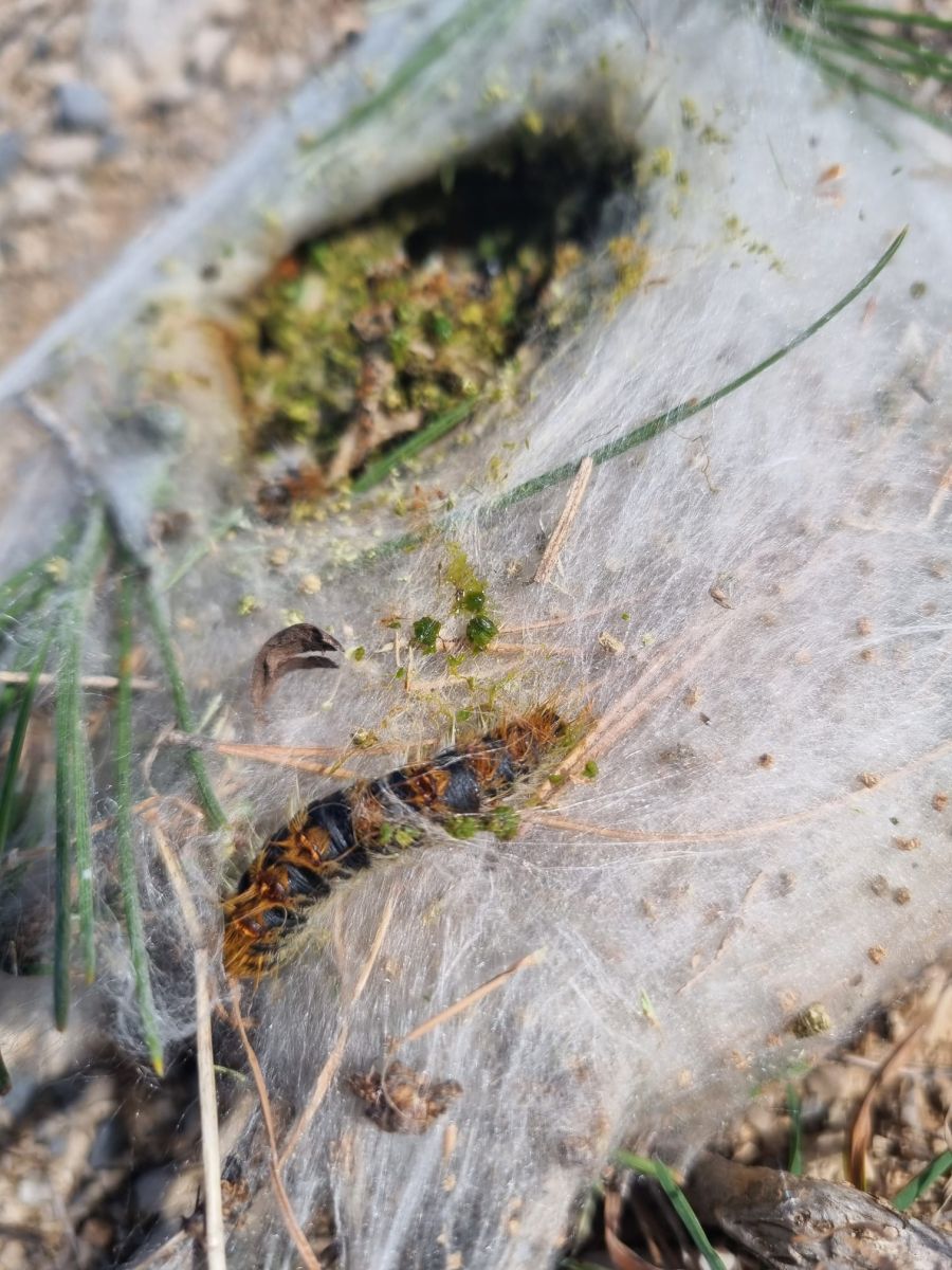 chenille processionnaire dans son cocon de soie