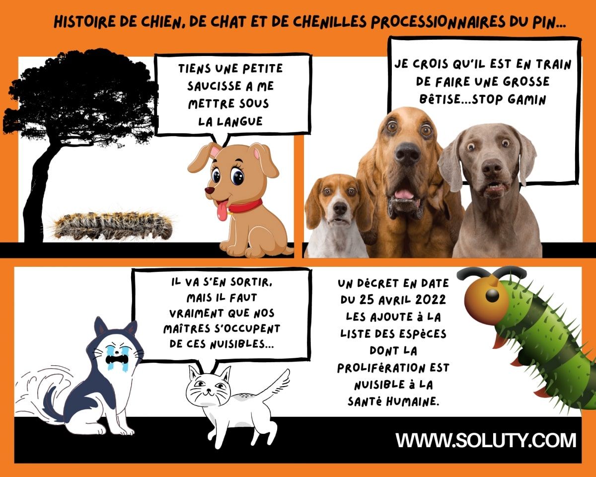 histoire de chiens et de chat avec le danger des chenilles processionnaires