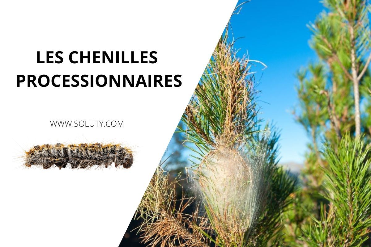 Chenille processionnaire Désinsectisation (conseil & traitement) SOLUTY — free download