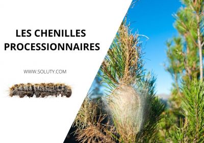 Entreprise de traitement des chenilles processionnaires