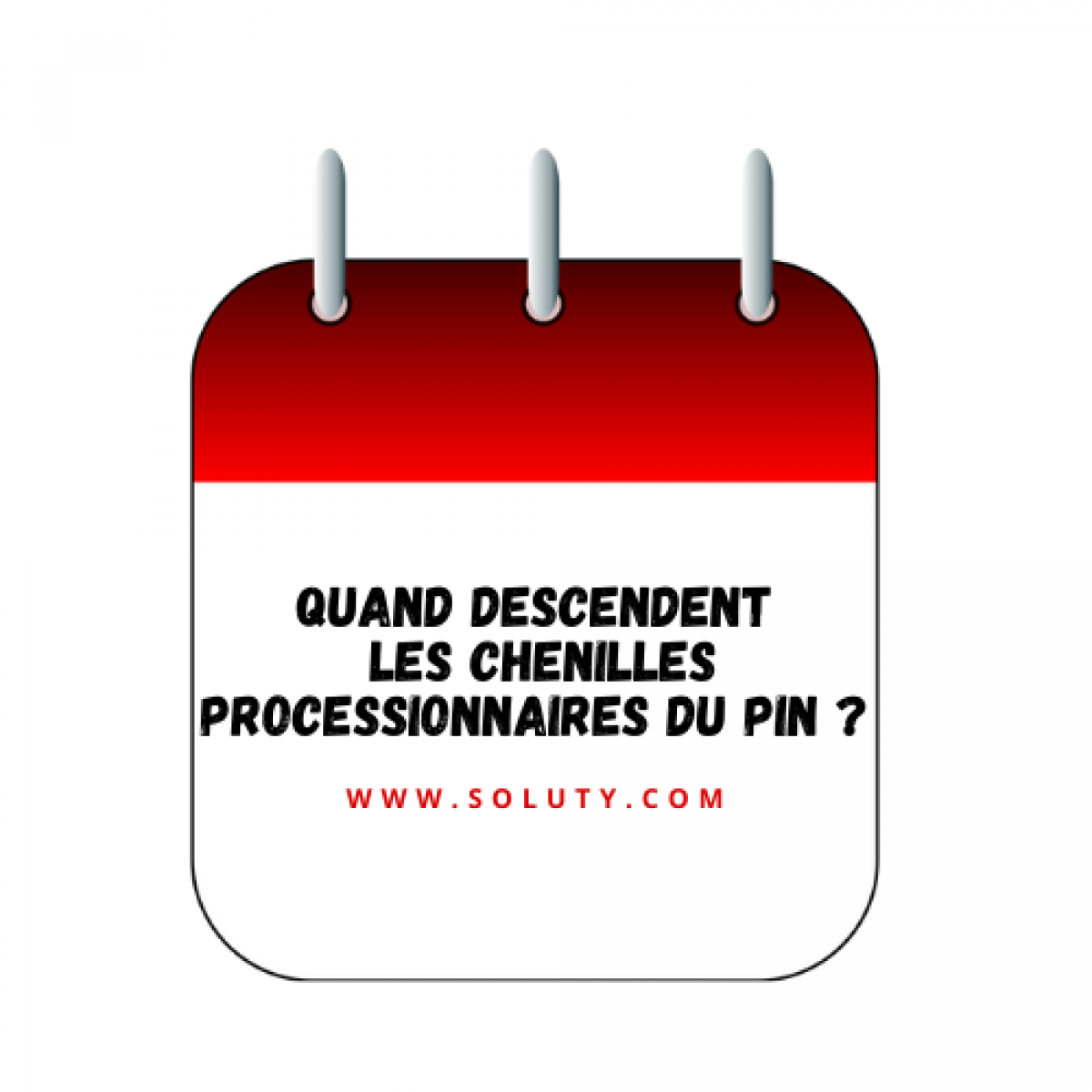 Quand descendent les chenilles processionnaires du pin 