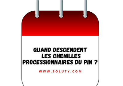 Quand descendent les chenilles processionnaires du pin