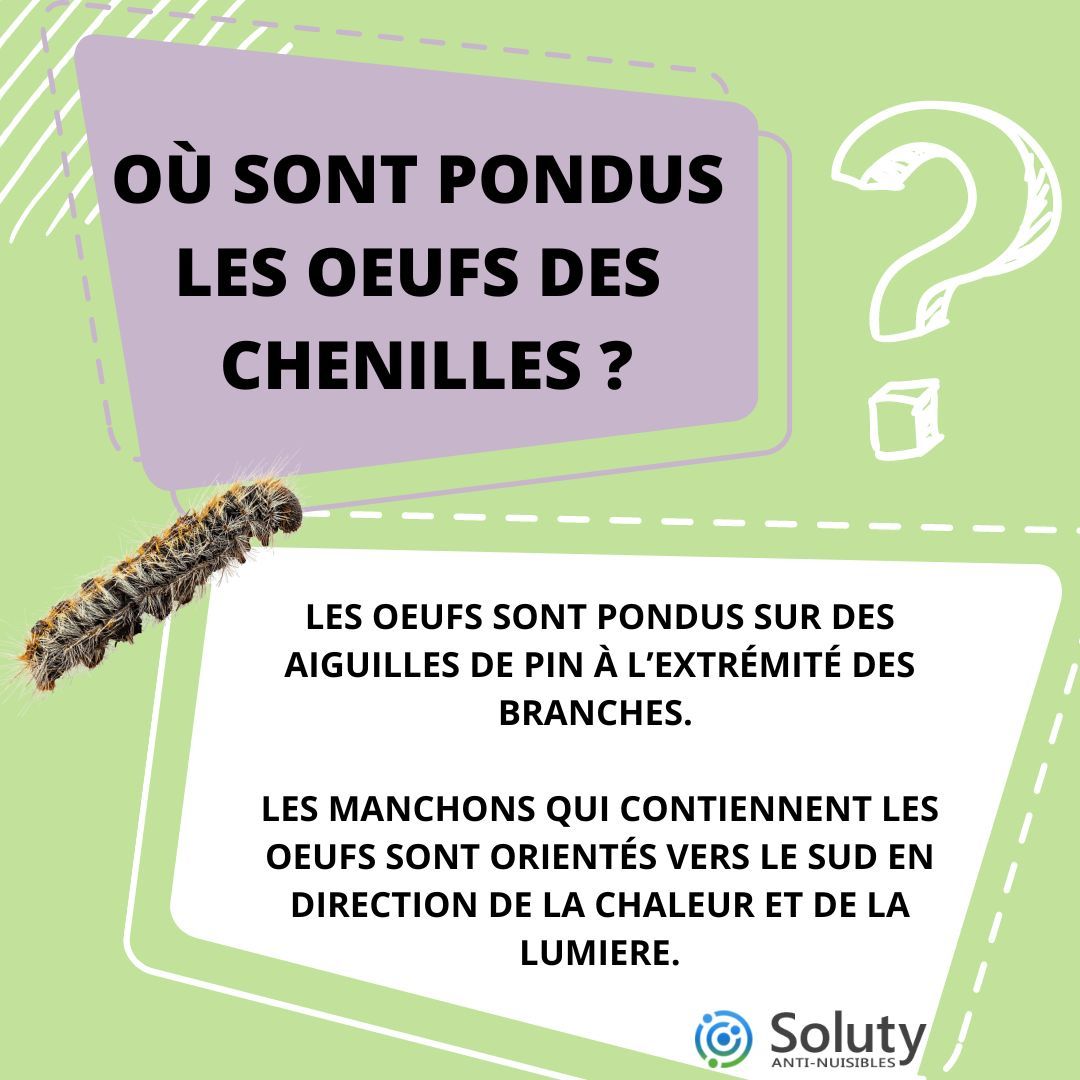 la chenille processionnaire