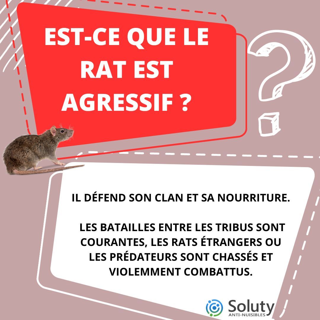 Raticides : ce qu'il faut absolument savoir avant de dératiser