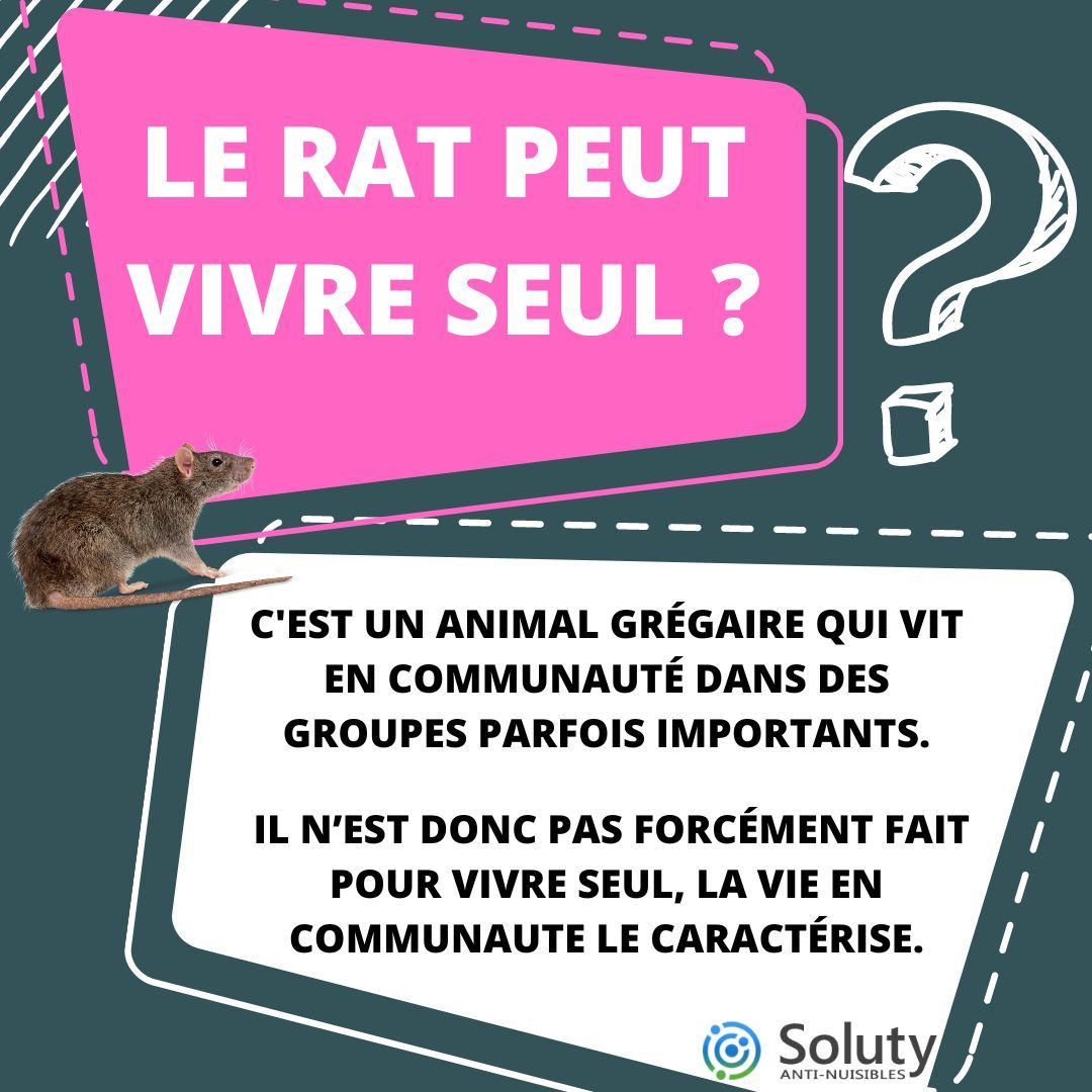 Dératisation à Saint-Ouen des rats et souris (93) - SOLUTY