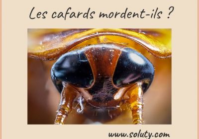 Les cafards mordent ils