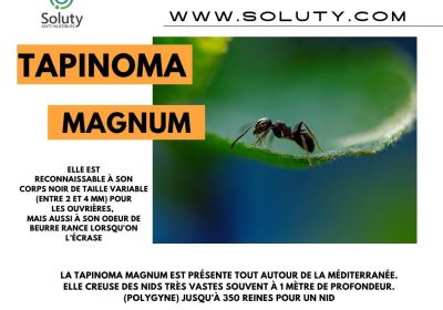 Fourmi Tapinoma magnum, une espèce invasive .... - SOLUTY