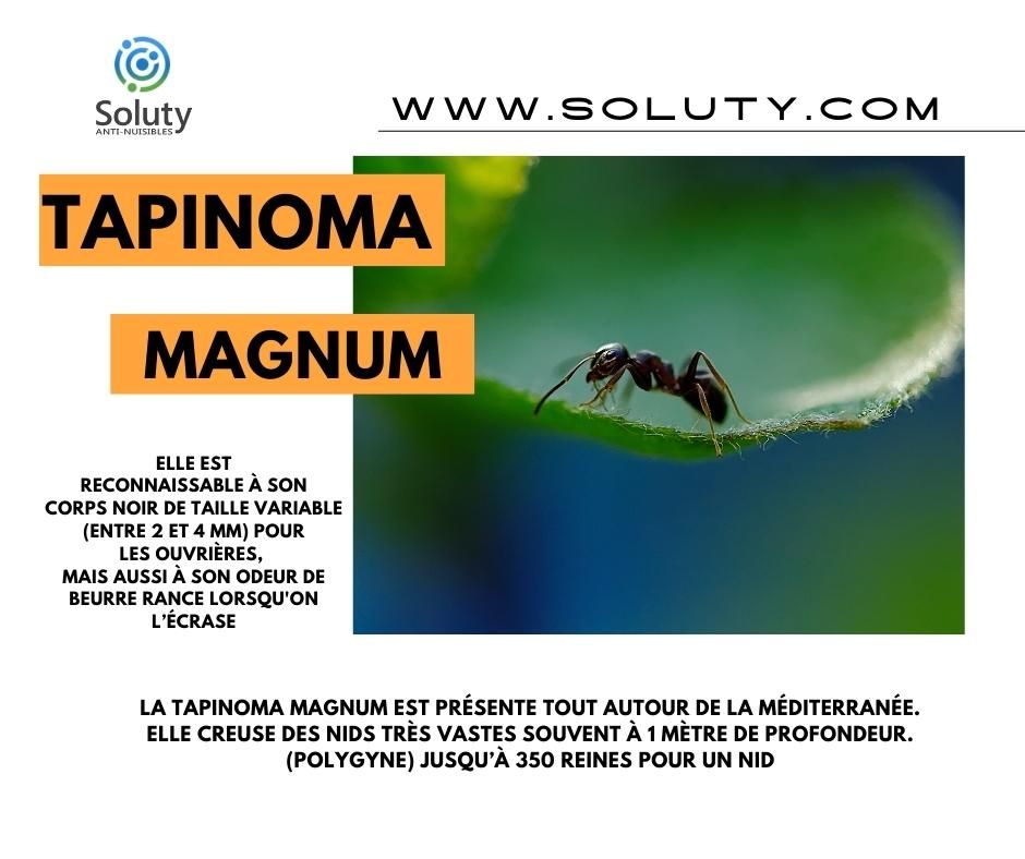 Tapinoma magnum : informations
