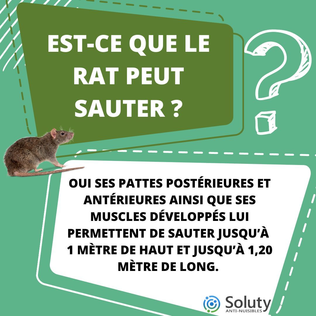 est ce que le rat peut sauter ? 