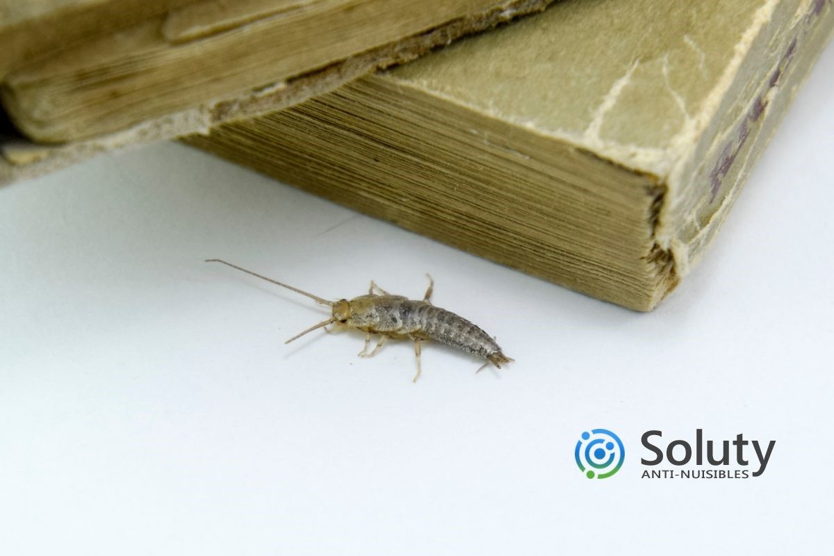 insecte lépisme qui s'attaque à des vieux livres