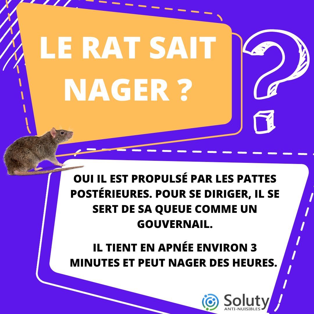 le rat sait il nager ? 