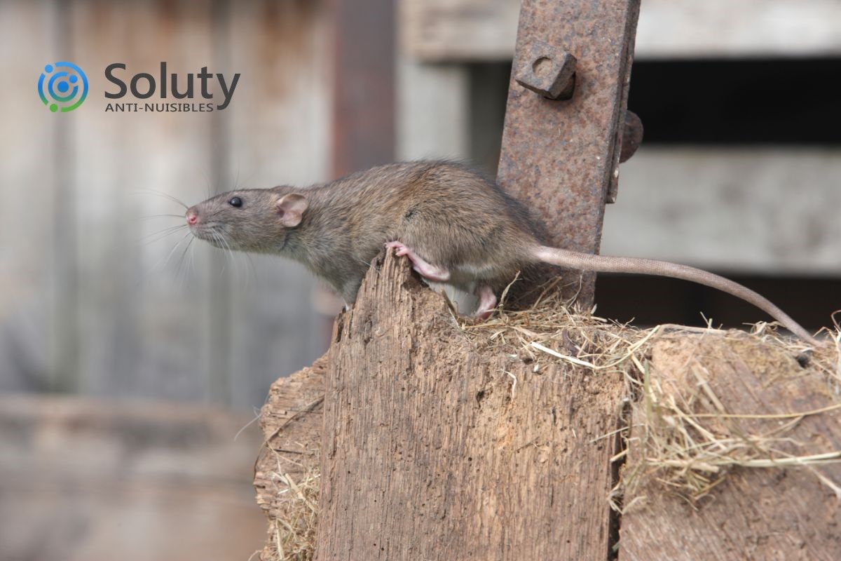 Dératisation à Saint-Ouen des rats et souris (93) - SOLUTY