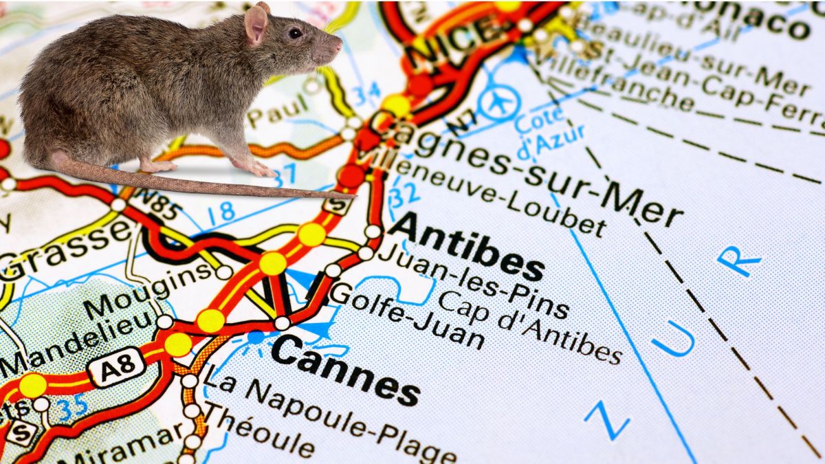 rat sur la ville de Cagnes sur mer