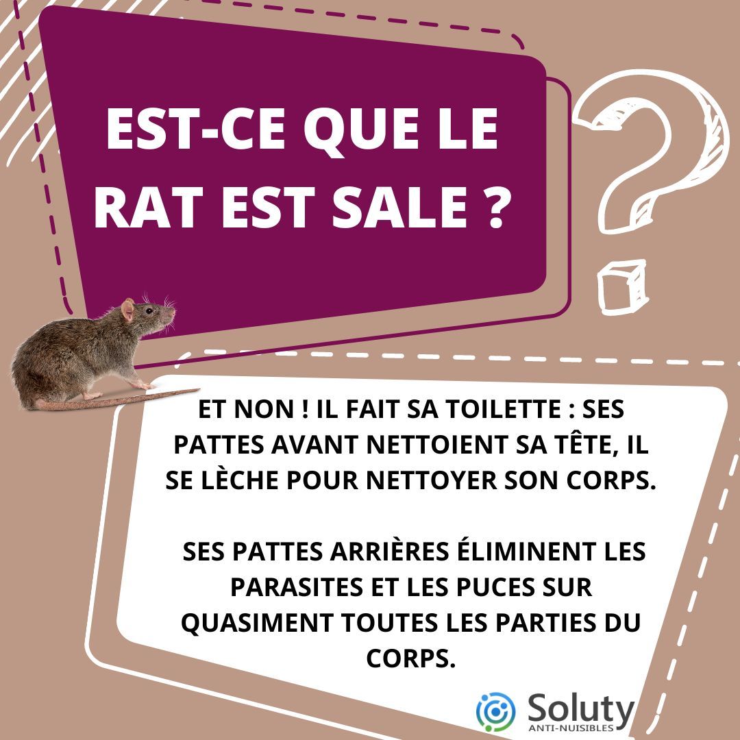 est ce que le rat est sale ? 