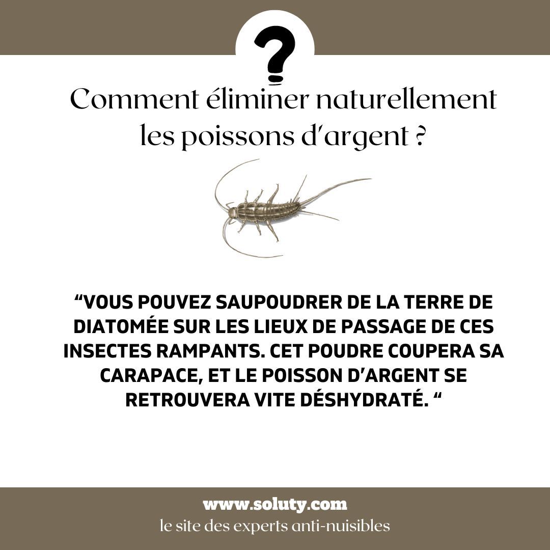 Comment se débarrasser des poissons d’argent ou des lépismes ?