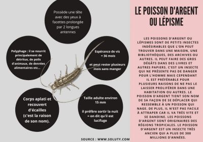 Le poisson dargent ou lepisme 1200x