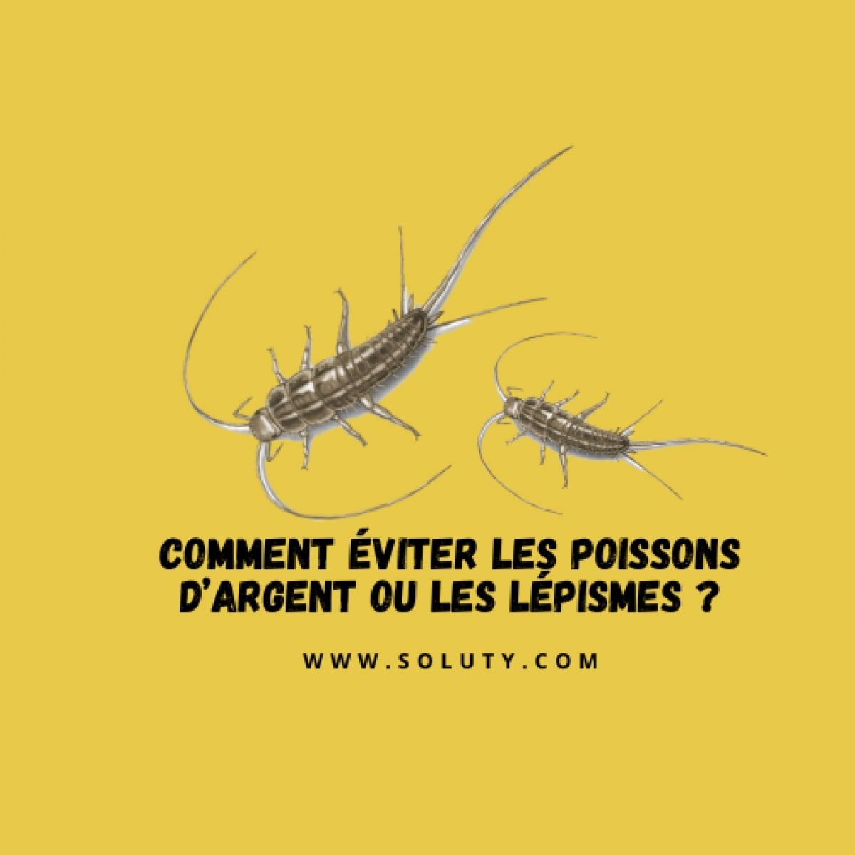 dessin avec poisson d'argent et question : Comment éviter les poissons d’argent ou les lépismes ? 