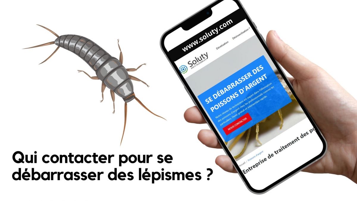 Contacter une entreprise pour la désinsectisation pour éliminer les poissons d’argent 