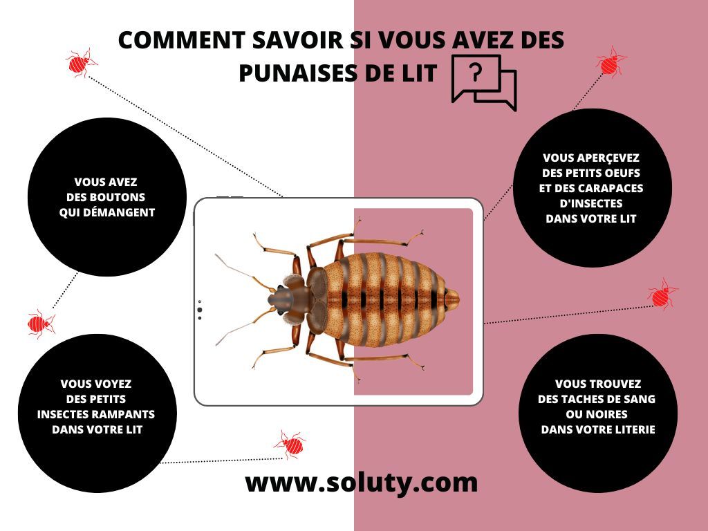 La présence des punaises de lit se remarque grâce à ces indices