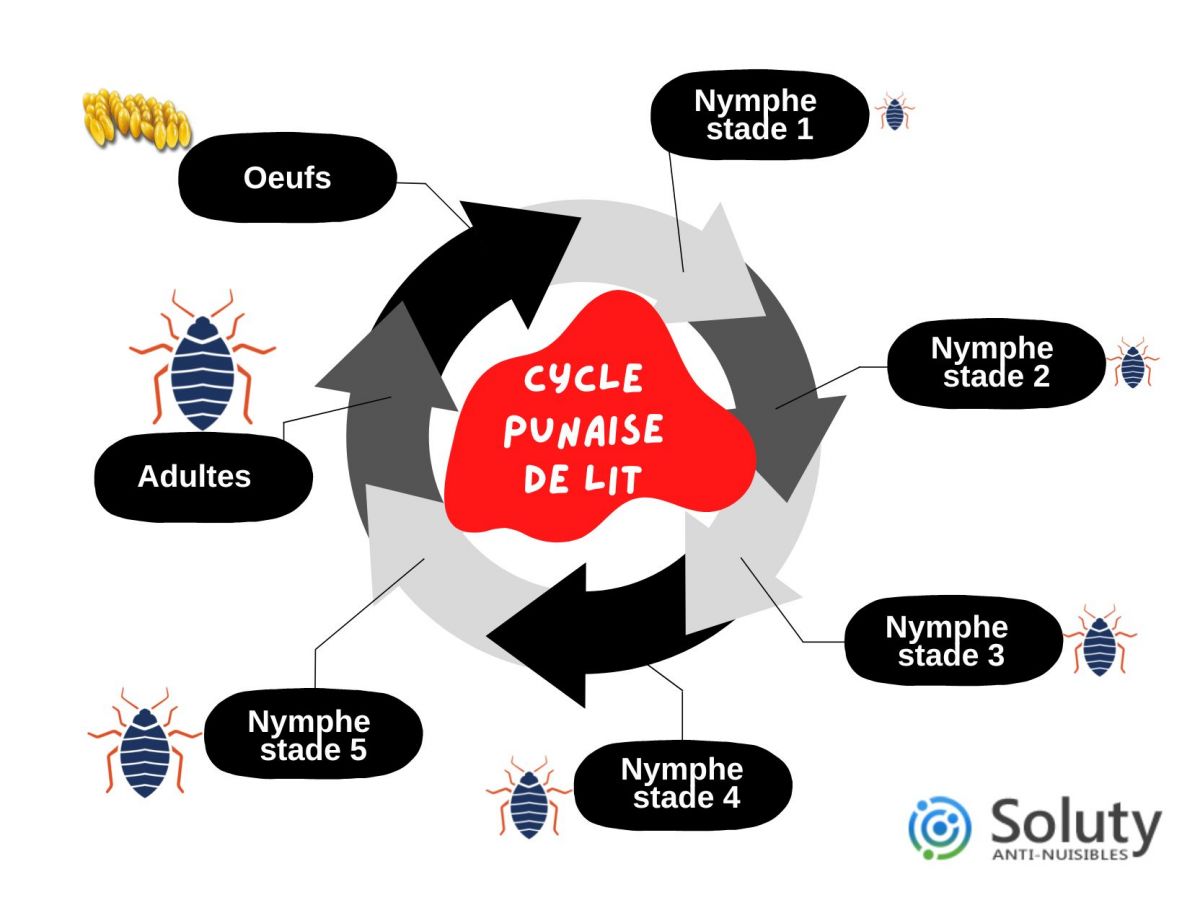 le cycle de la punaise de lit