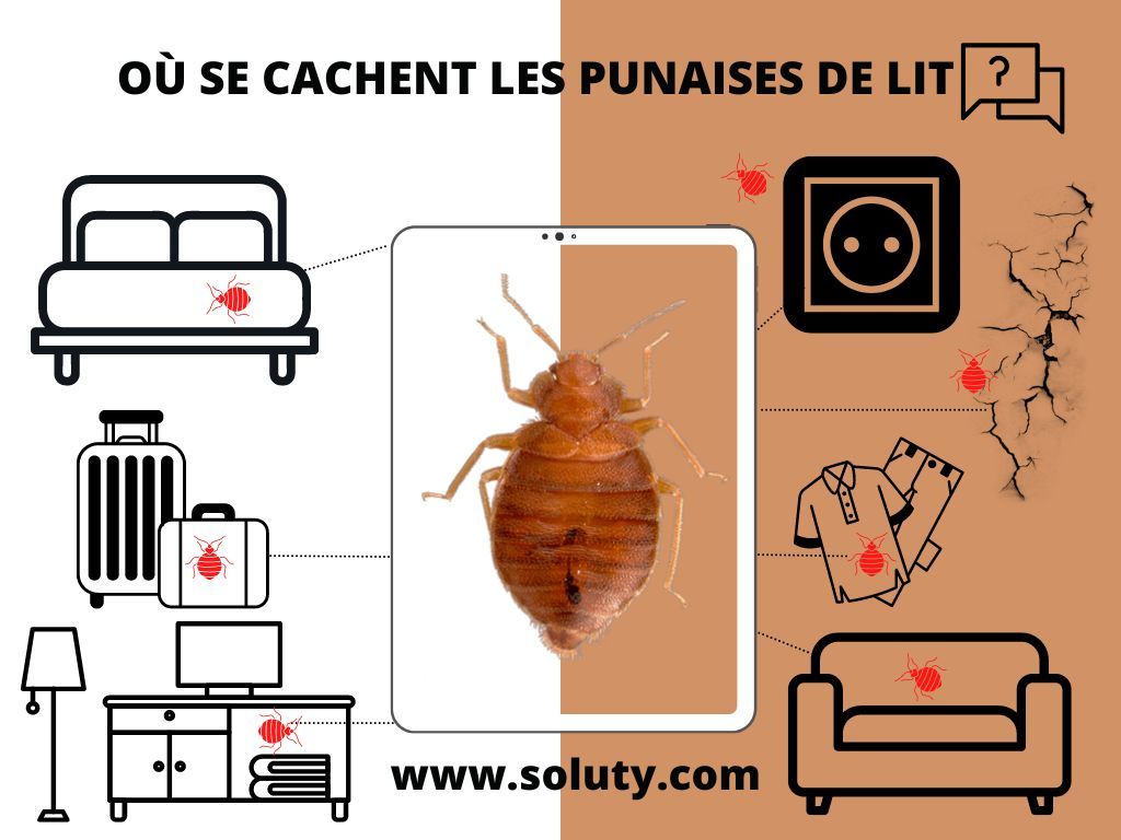 où se cachent les punaises de lit