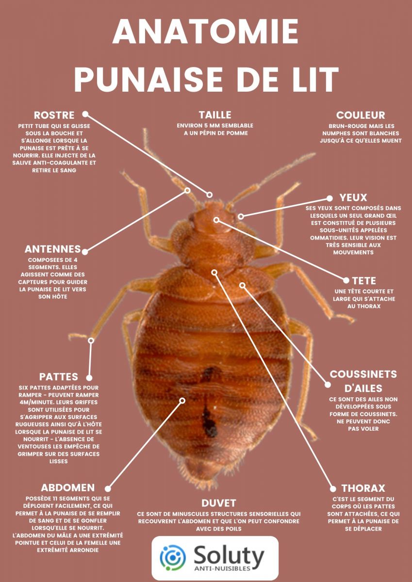 Quelle sont les principales caractéristiques de la punaise de lit ?