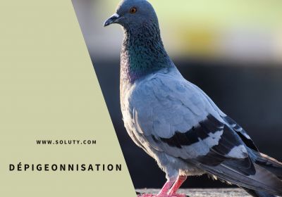 Depigeonnisation