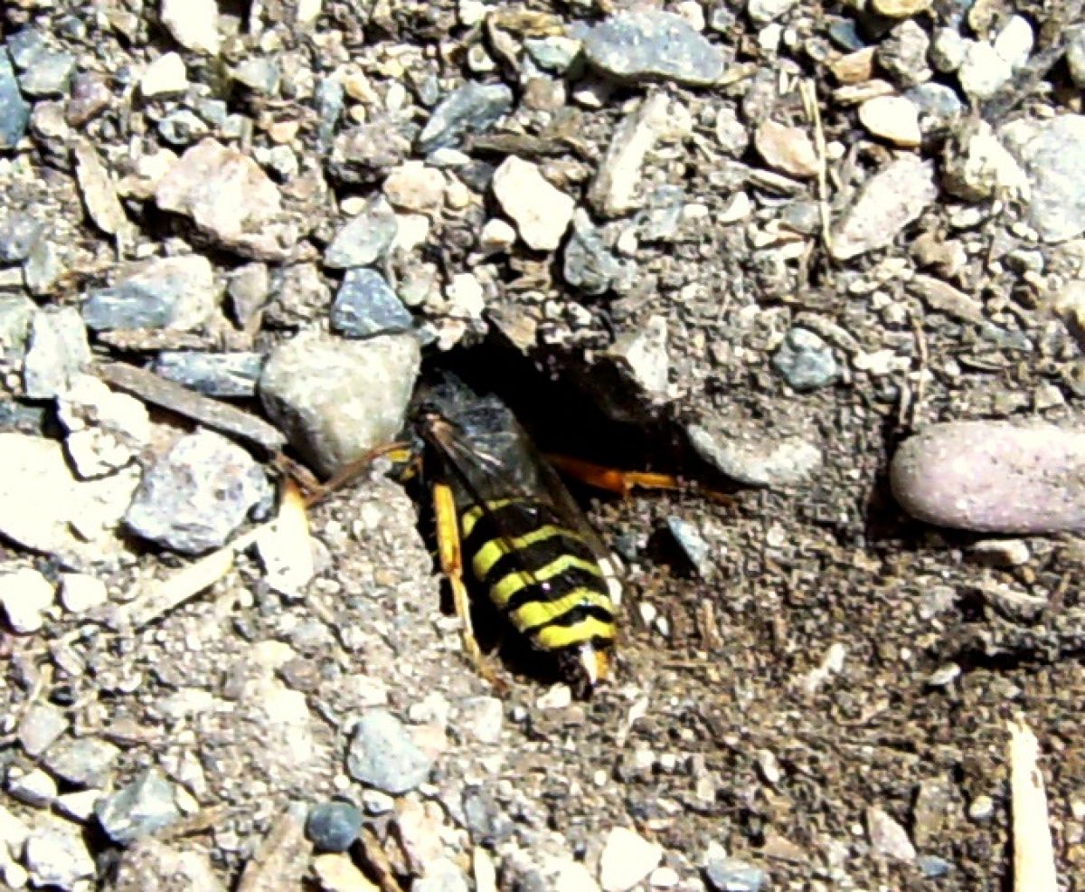 Tout savoir sur la guêpe fouisseuse SOLUTY
