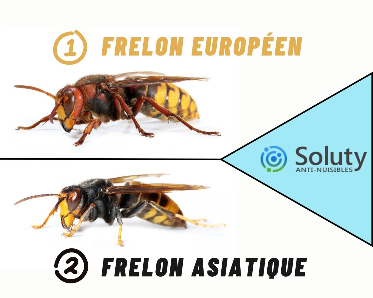 différence entre frelon européen et asiatique