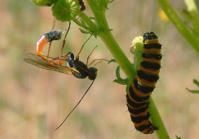 Guepe parasitoide