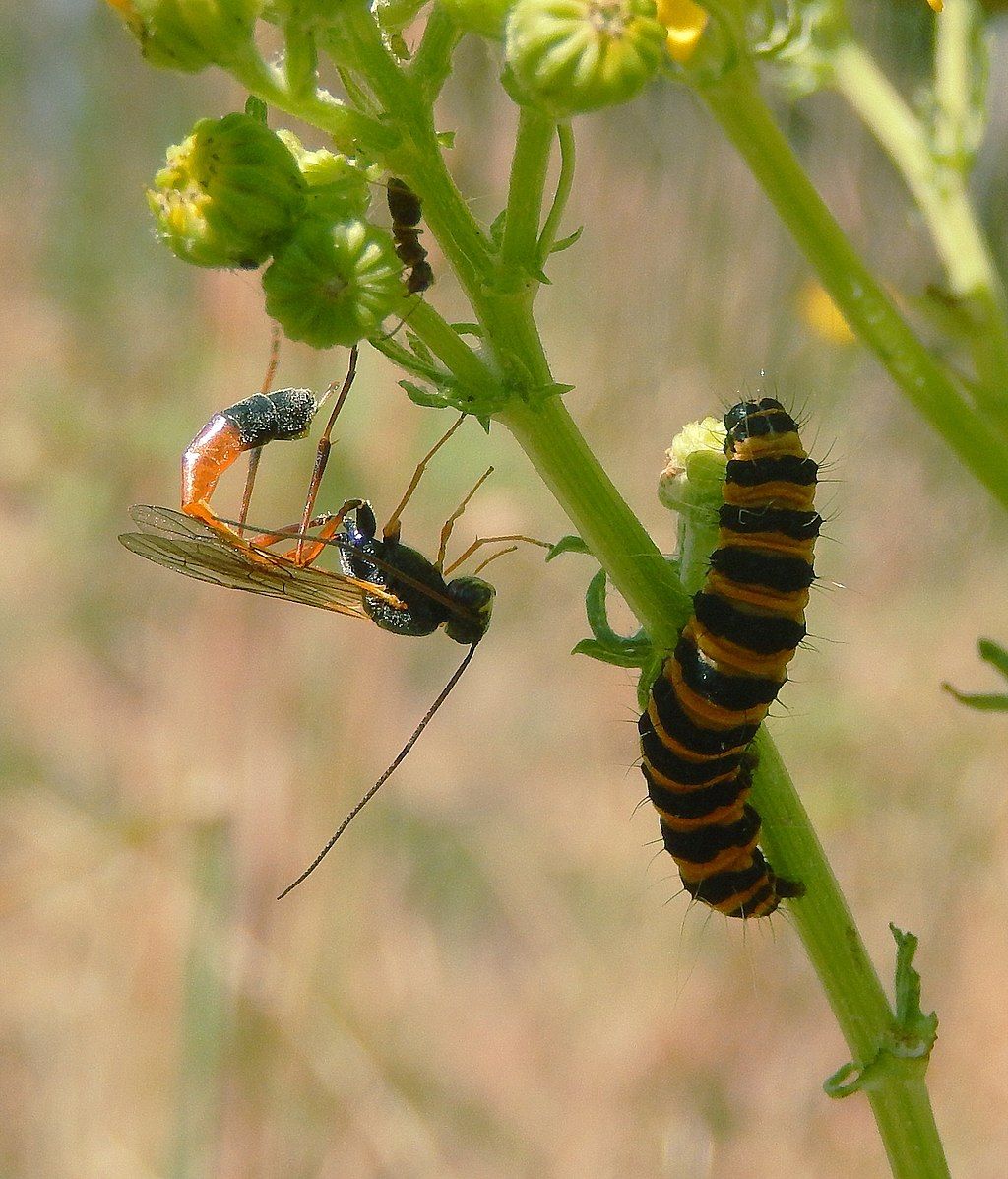 guepe parasitoide